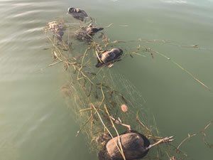 ‘Katil misina ağlarla’ ilgili 40 sayfalık rapor