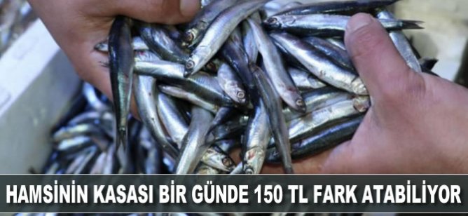 Hamsinin kasası bir günde 150 lira fark atabiliyor