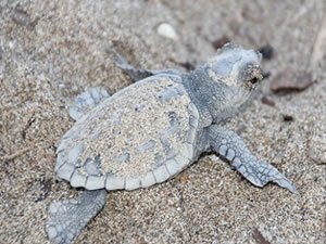 Carettalar protokol ile koruma altına alındı