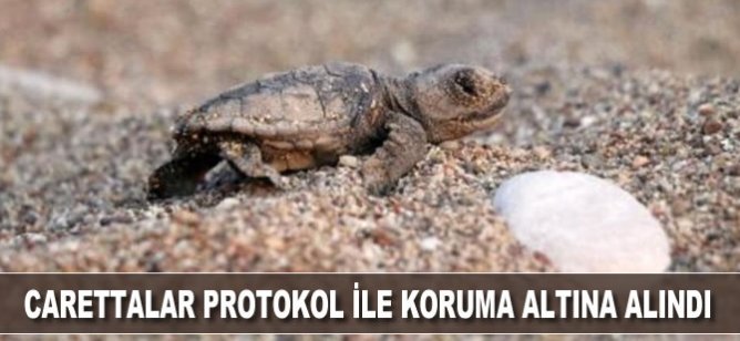 Carettalar protokol ile koruma altına alındı