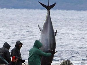 Orkinos ihracatı 100 milyon dolara yaklaştı