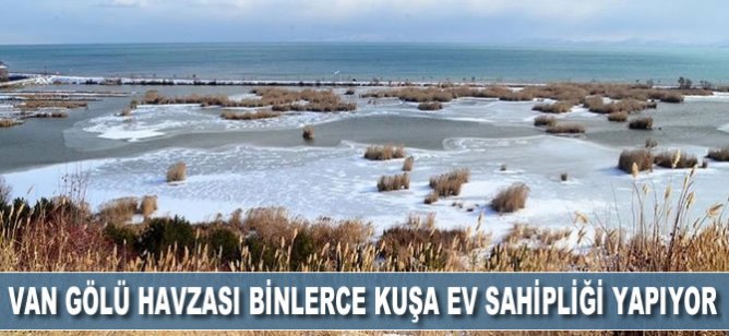 Van Gölü havzası kışın binlerce kuşa ev sahipliği yapıyor