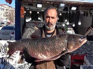 25 kiloluk balık görenleri şaşırtıyor