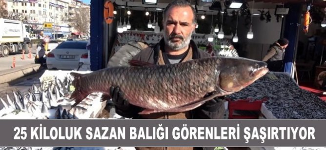 25 kiloluk balık görenleri şaşırtıyor