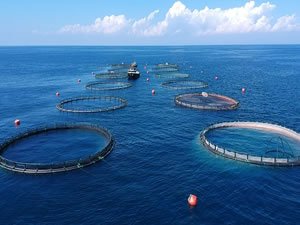 Su ürünleri ihracatından ocakta 90,5 milyon dolarlık gelir elde edildi