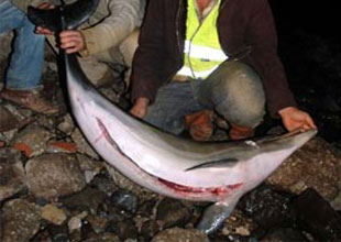 Yavru yunus balığını böyle katlettiler!