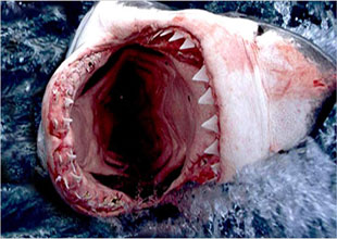 Avustralya'da yine köpekbalığı saldırısı