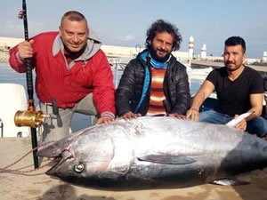 Dev orkinos balıkçıları Yunanistan'a sürükledi