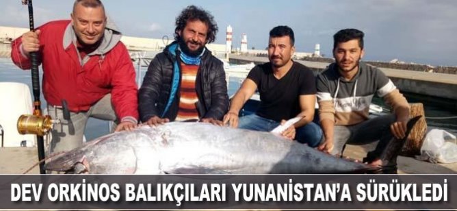 Dev orkinos balıkçıları Yunanistan'a sürükledi