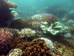 Mercan resifleri 2100'ü göremeyecek