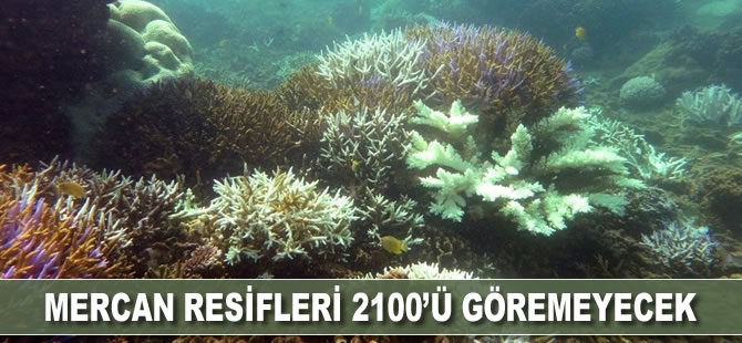 Mercan resifleri 2100'ü göremeyecek