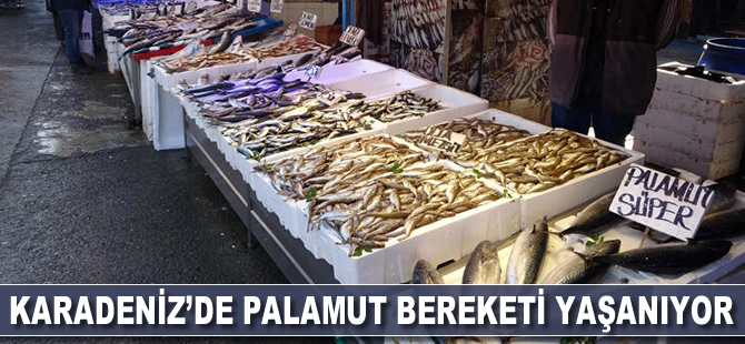 Karadeniz'de palamut bereketi