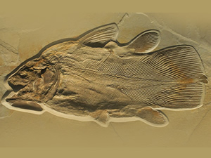Sahra Çölü'nde balık fosilleri bulundu