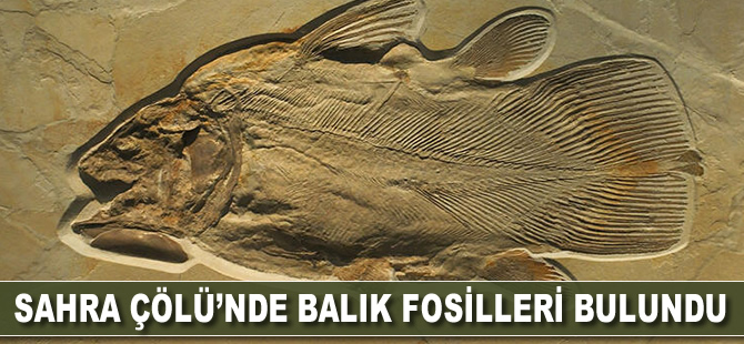 Sahra Çölü'nde balık fosilleri bulundu