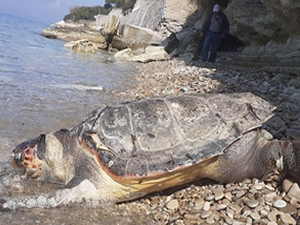 Trol tekne ağları can almaya devam ediyor