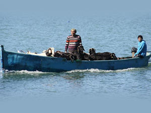 Keçilerin göl üzerinde balıkçı tekneleriyle dönüş yolculuğu