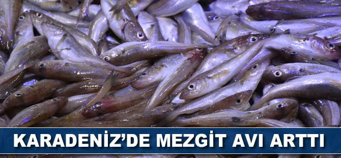 Karadeniz'de mezgit avı arttı