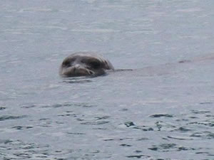 Hareketsiz kalan fok için alarm verildi