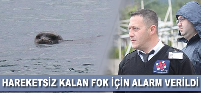 Hareketsiz kalan fok için alarm verildi