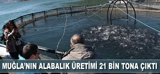 Muğla’nın alabalık üretimi 21 bin tona çıktı