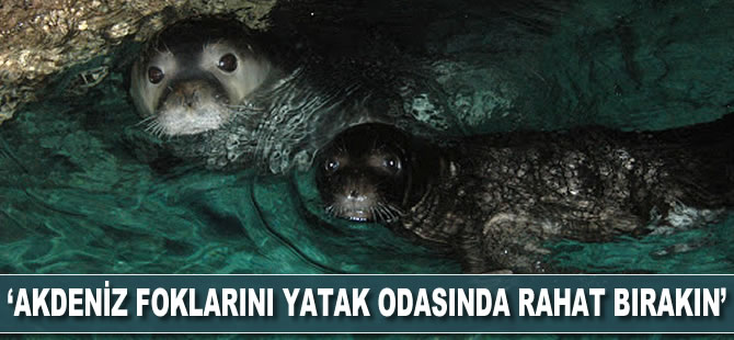 'Akdeniz foklarını yatak odasında rahat bırakın'
