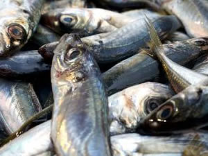 Trabzon'da balık fiyatları yükselişte