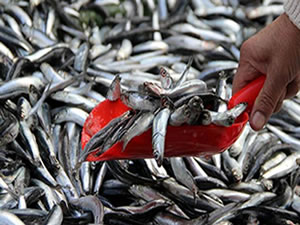 Sıcak havalar balık fiyatlarını düşürdü