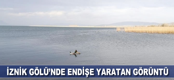 İznik Gölü'nde endişe yaratan görüntü
