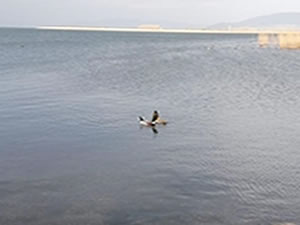 İznik Gölü'nde endişe yaratan görüntü