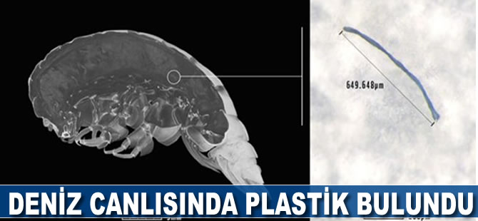 Deniz canlısında plastik bulundu
