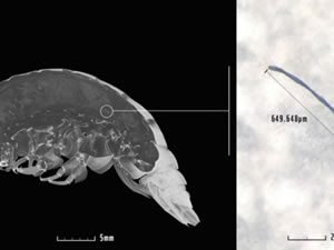 Deniz canlısında plastik bulundu