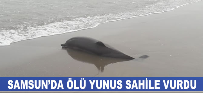 Samsun’da ölü yunus sahile vurdu