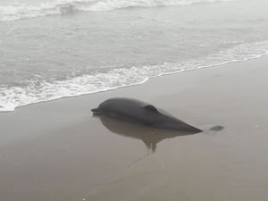 Samsun’da ölü yunus sahile vurdu