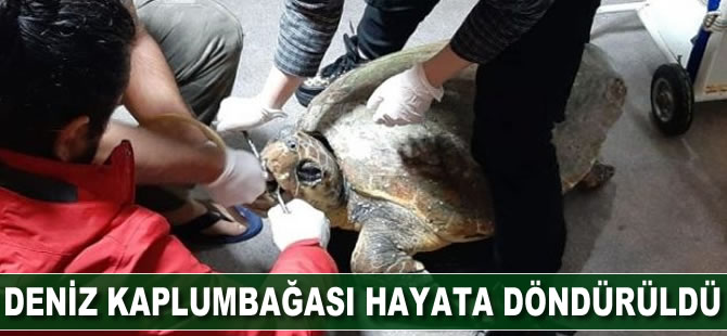 Deniz kaplumbağası hayata döndürüldü