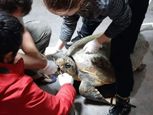 Deniz kaplumbağası hayata döndürüldü