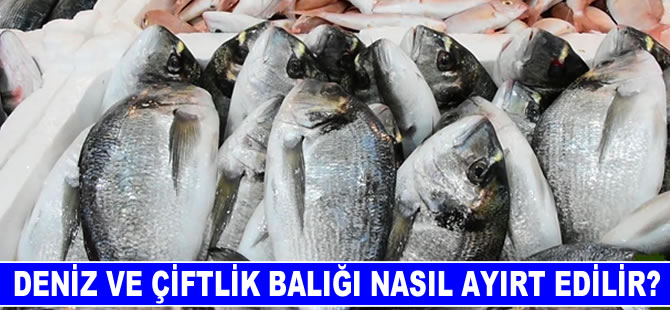 Deniz ve çiftlik balığı nasıl ayırt edilir?