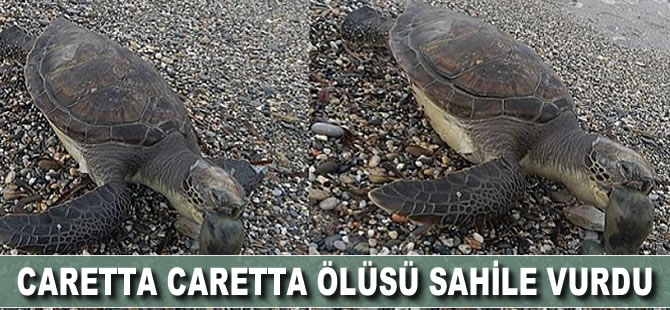Caretta caretta ölüsü sahile vurdu