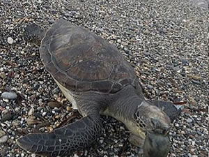 Caretta caretta ölüsü sahile vurdu
