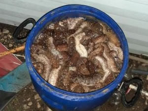 Deniz patlıcanı avcılarına göz açtırılmadı