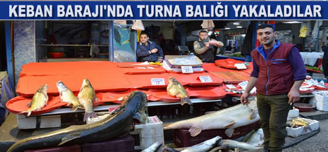 Keban Barajı'nda Turna balığı yakaladılar
