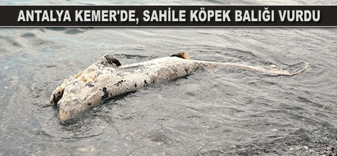 Antalya Kemer'de, sahile köpek balığı vurdu