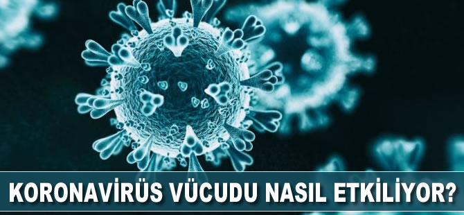 Koronavirüs vücudu nasıl etkiliyor?