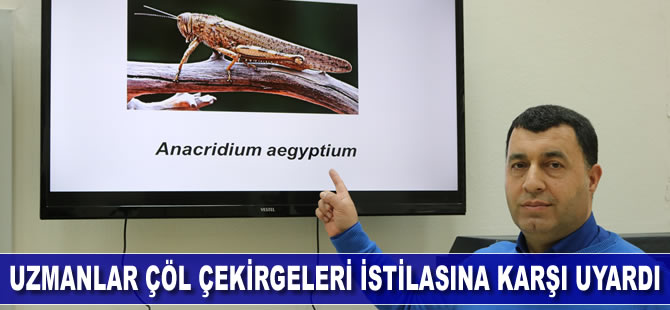 Uzmanlar, çöl çekirgeleri istilasına karşı uyardı