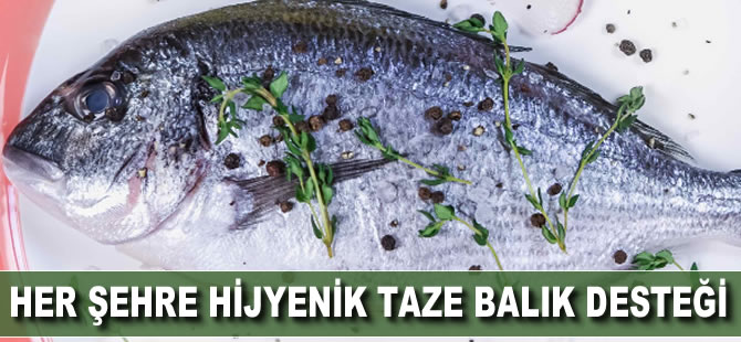 Her şehre hijyenik taze balık desteği