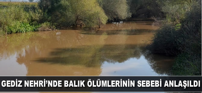 Gediz Nehri'nde balık ölümlerinin sebebi anlaşıldı