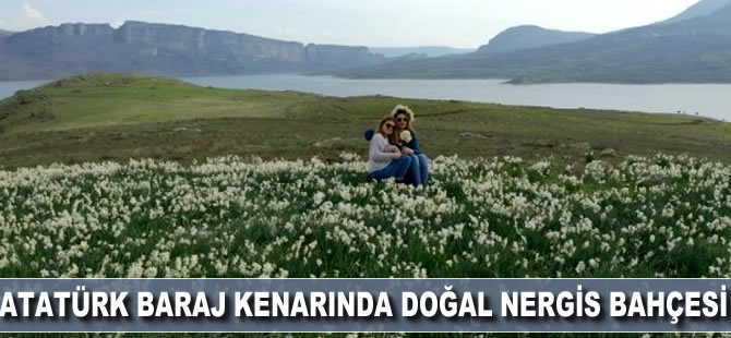 Atatürk Baraj kenarında doğal nergis bahçesi