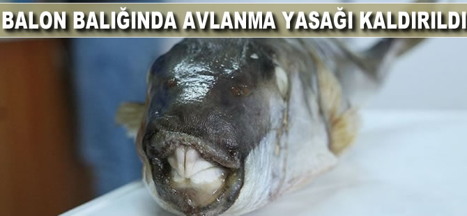 Balon balığında avlanma yasağı kaldırıldı