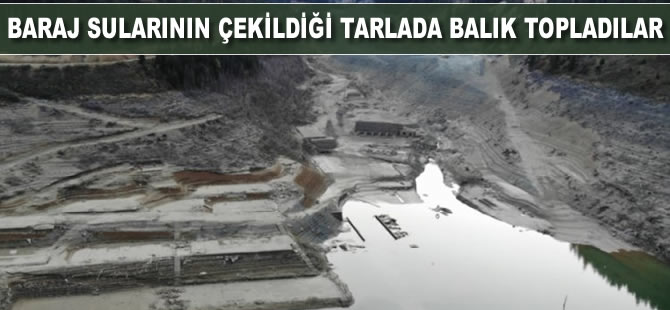 Baraj sularının çekildiği tarladan balık topladılar