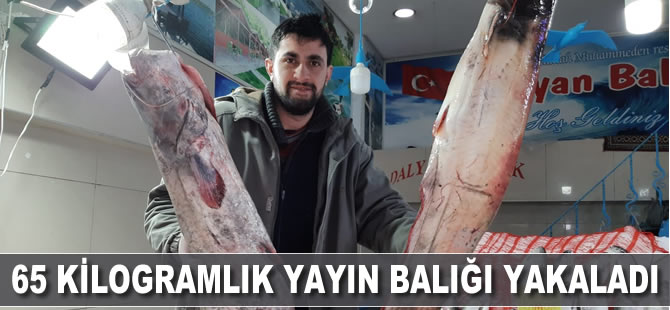65 kilogramlık yayın balığı yakaladı