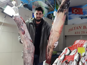 65 kilogramlık yayın balığı yakaladı